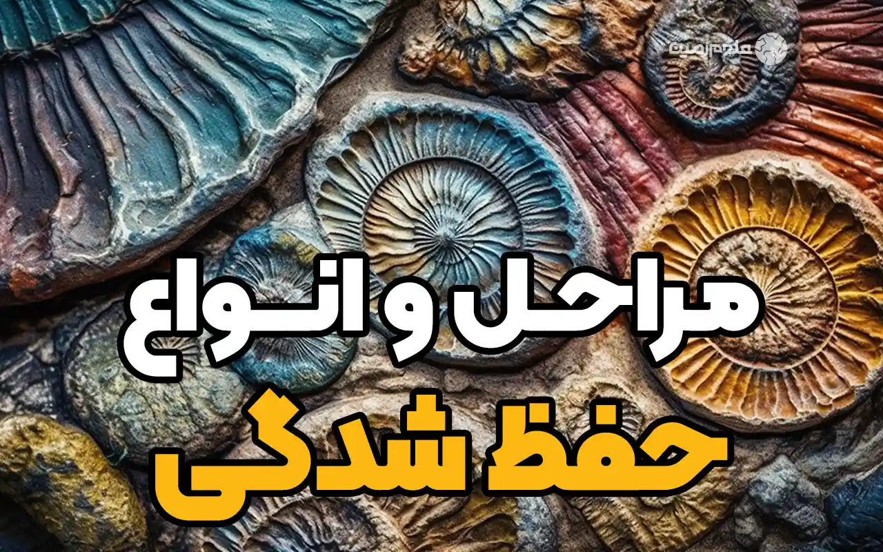 مراحل و انواع حفظ شدگی