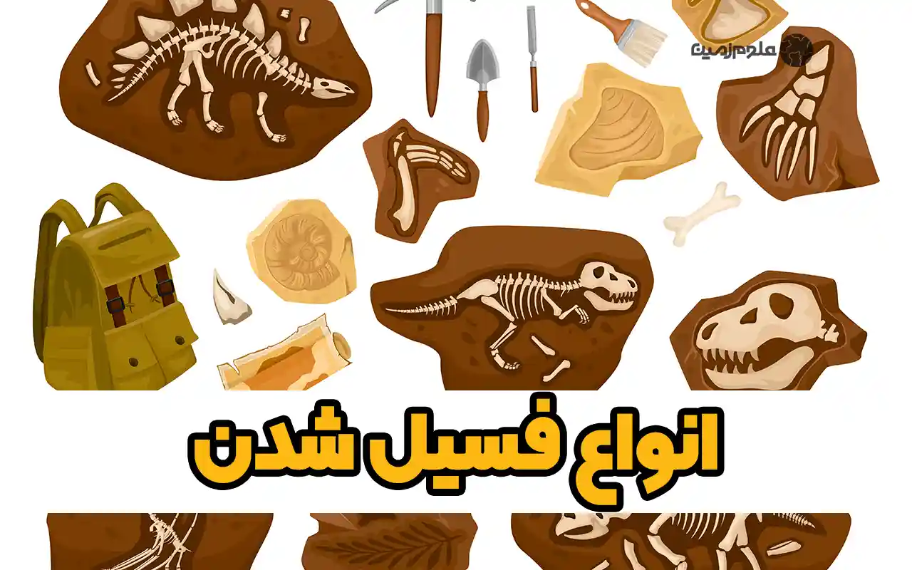 انواع فسیل شدن