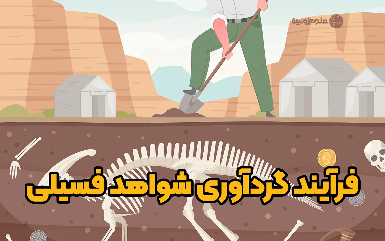 فرآیند گردآوری شواهد فسیلی